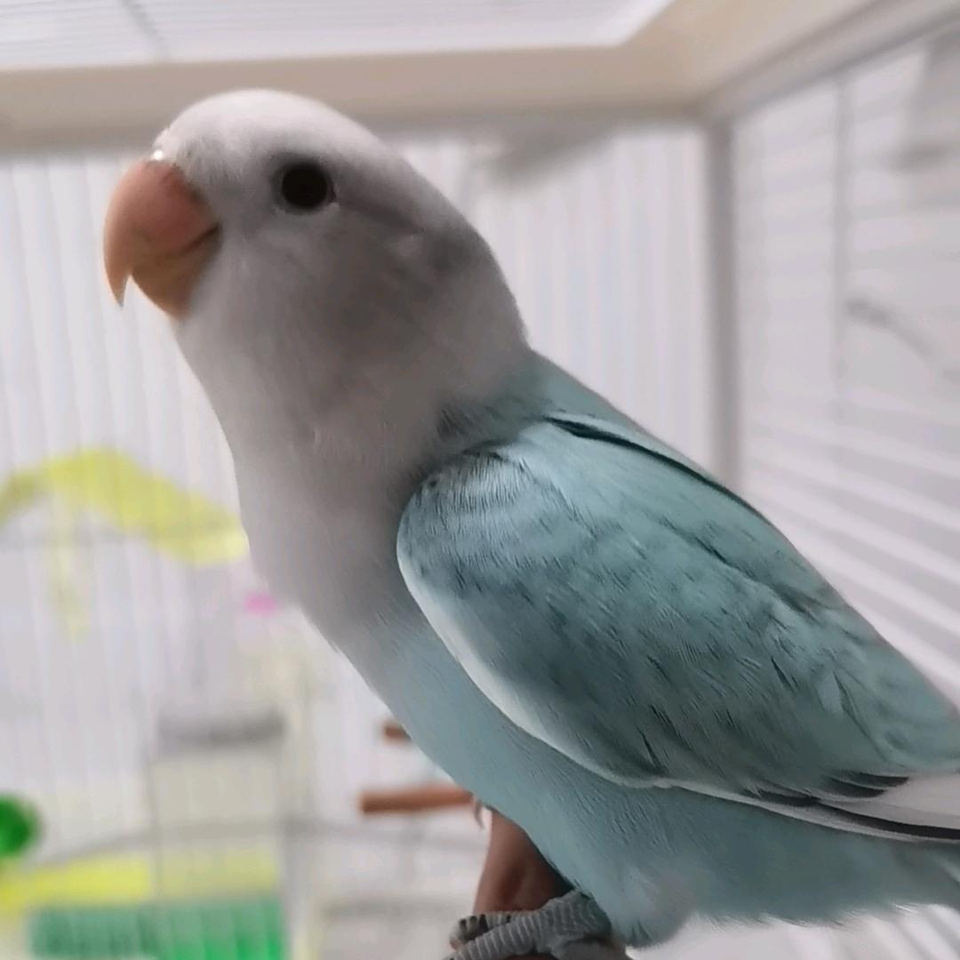 🦜鹦缘宠物馆（金牌鹦鹉）🦜