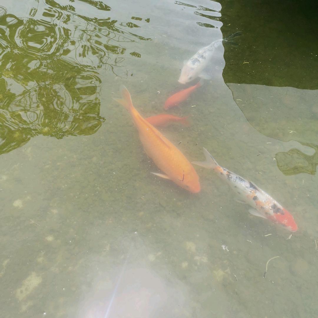 一胡清酒