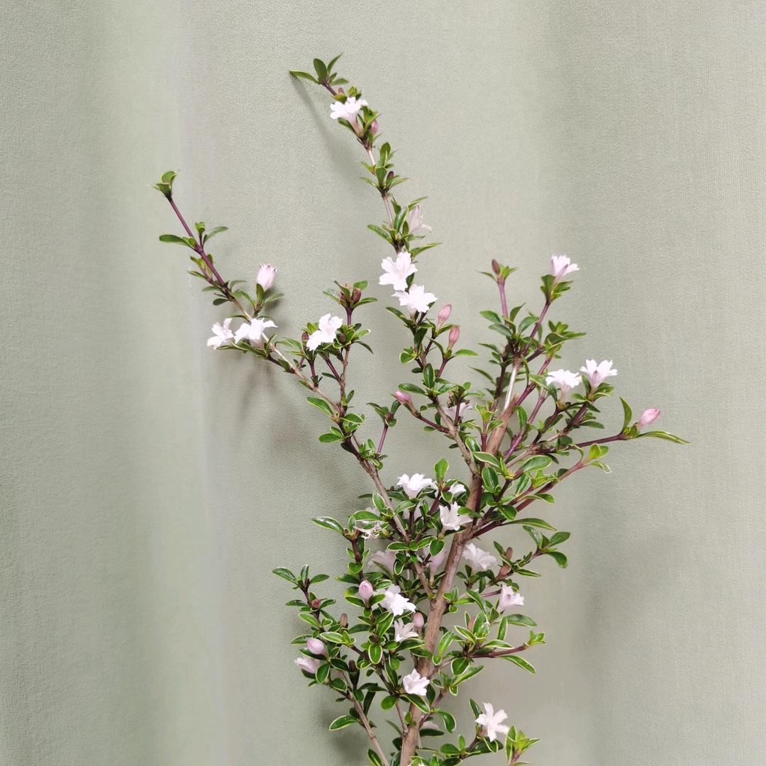 贵亦恒（武汉现货墙布工厂店）