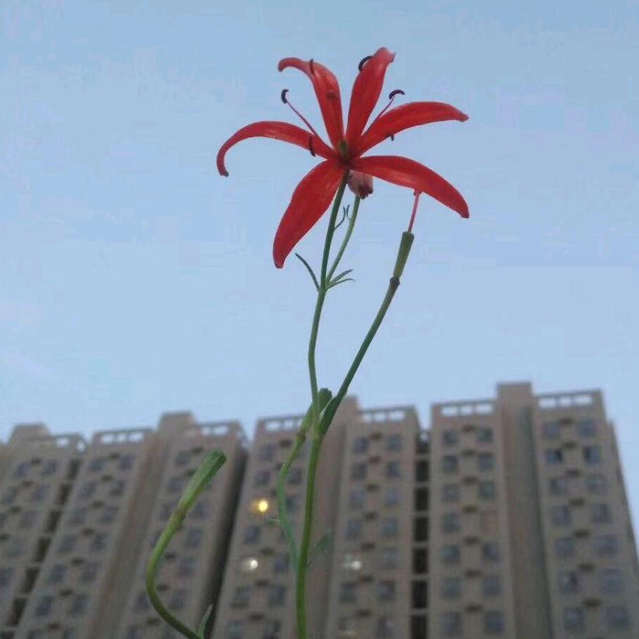 梦斐