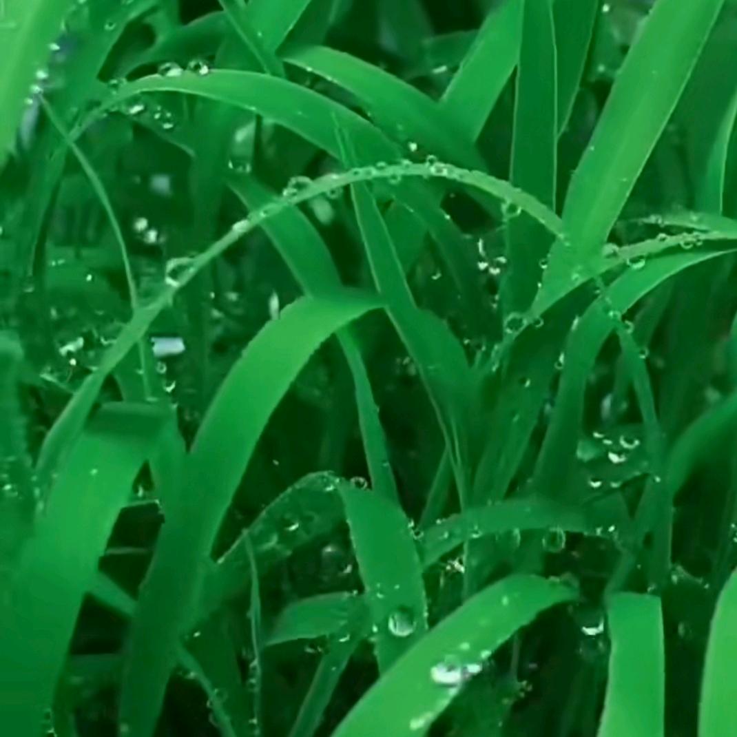 永年豆豆