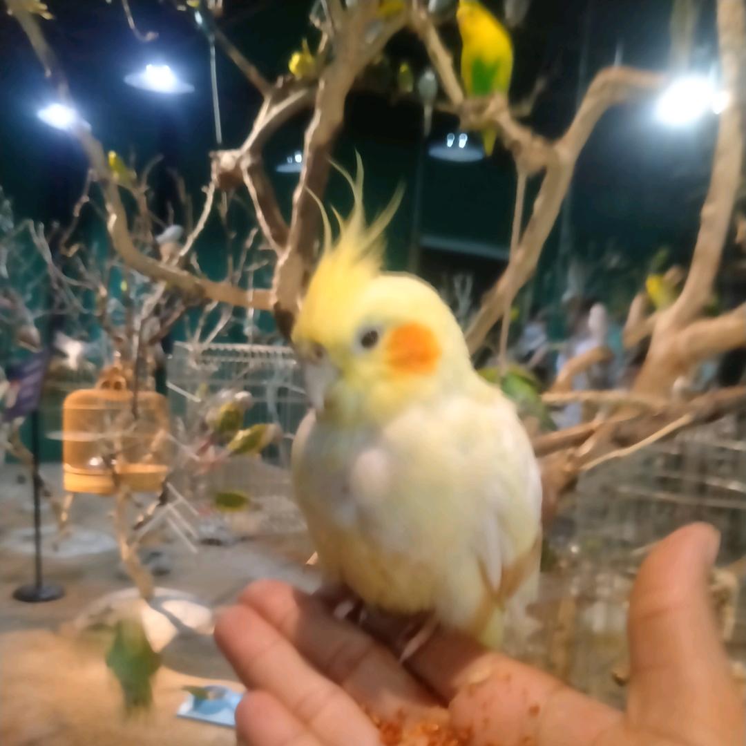 馨馨妈