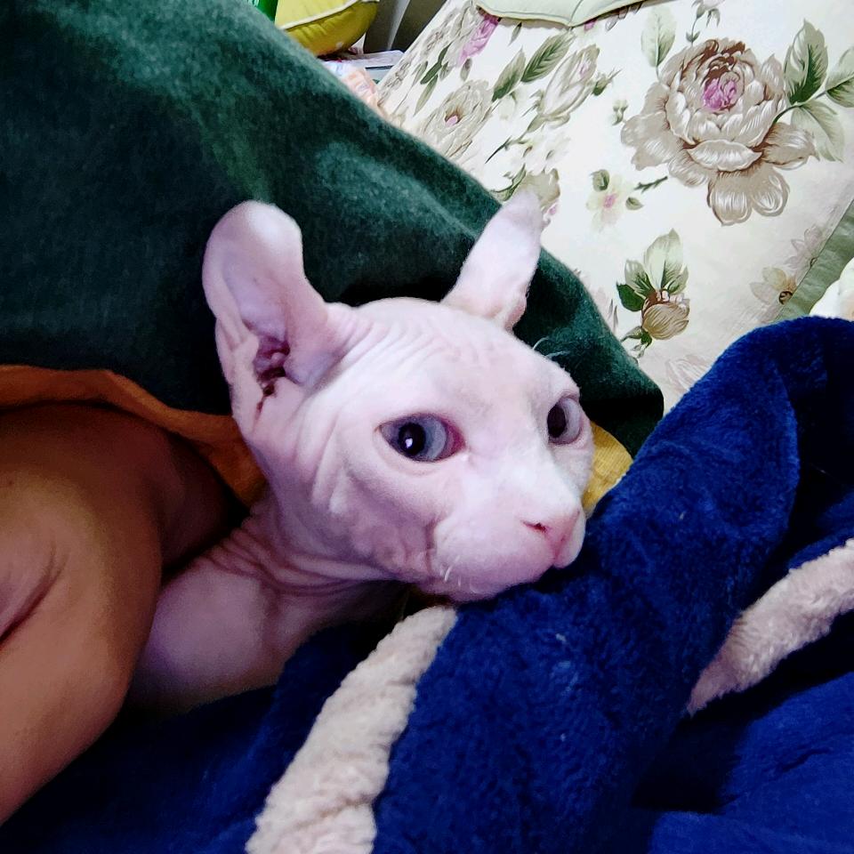 作手猫猫