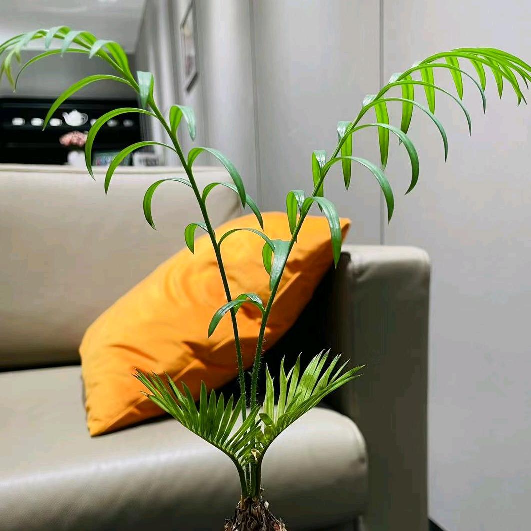 Kelly老师姐