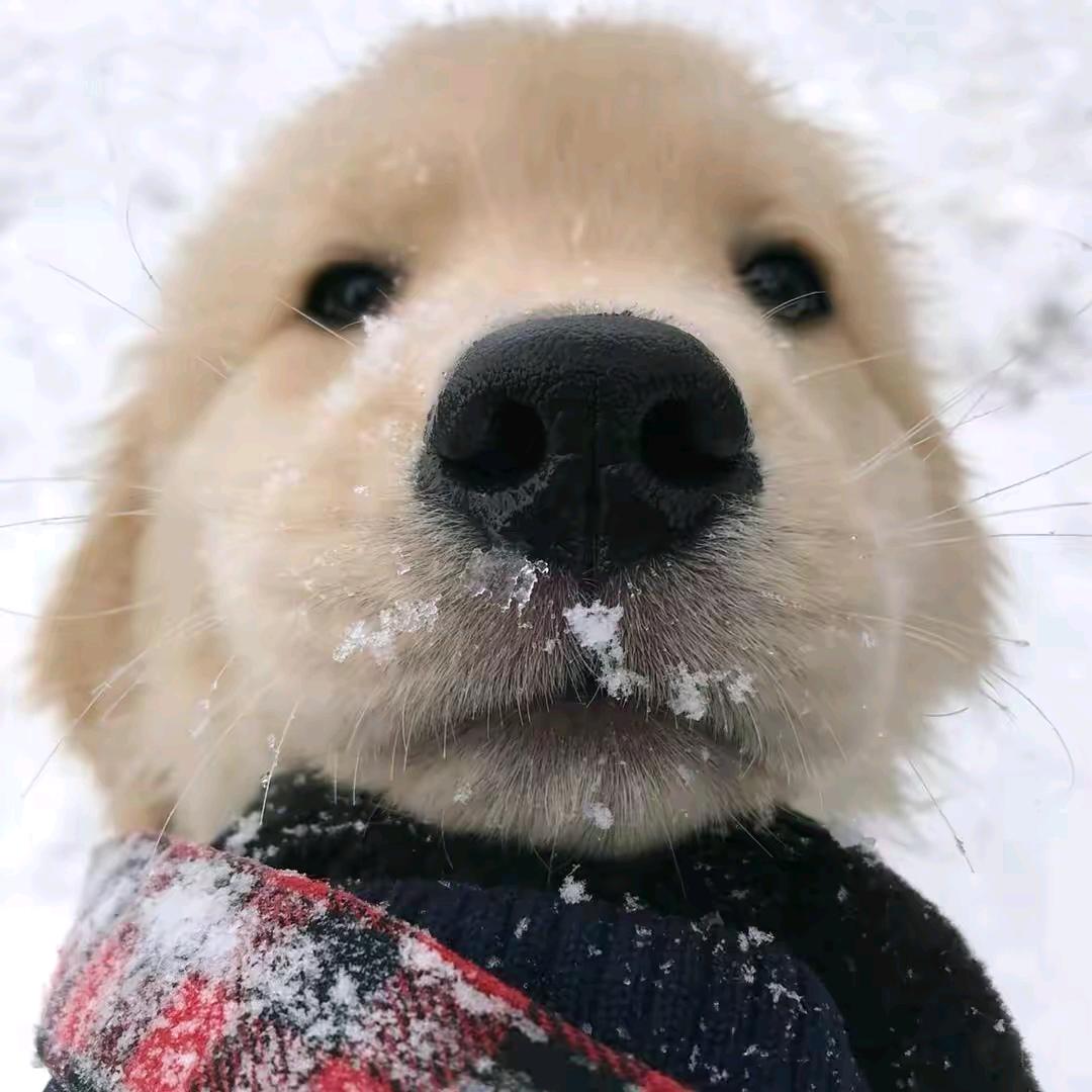 奥利奥是小八嘎