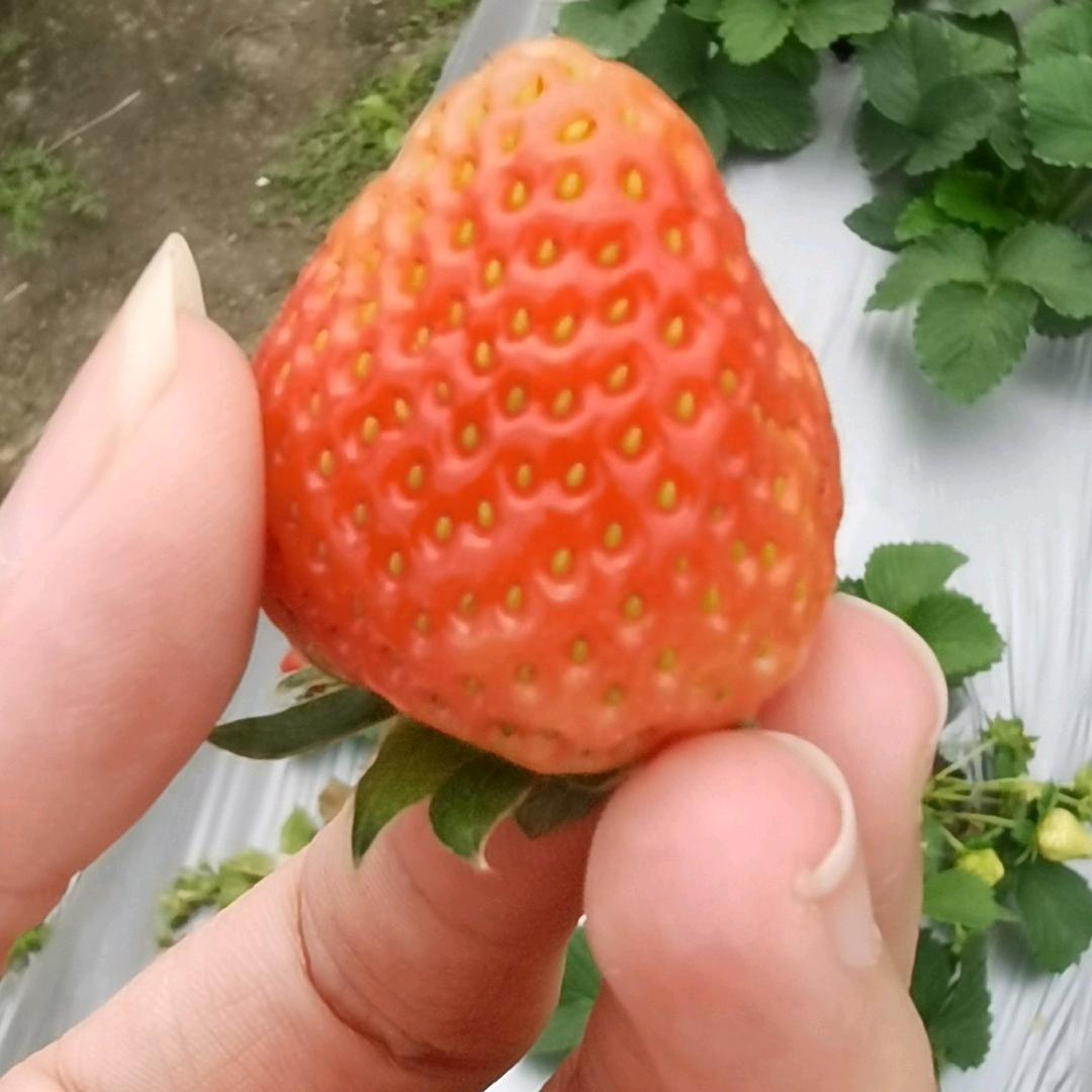 系米丫