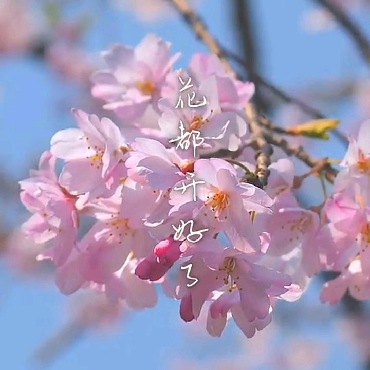 玫瑰花🌹快乐每一天