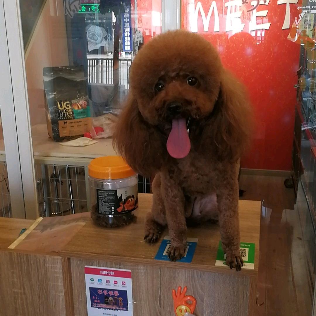 阿胖姐大号