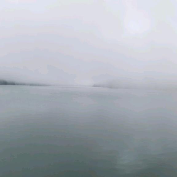 白狼