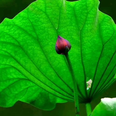 芝華 「弘法居士 🙏佛光普照」
