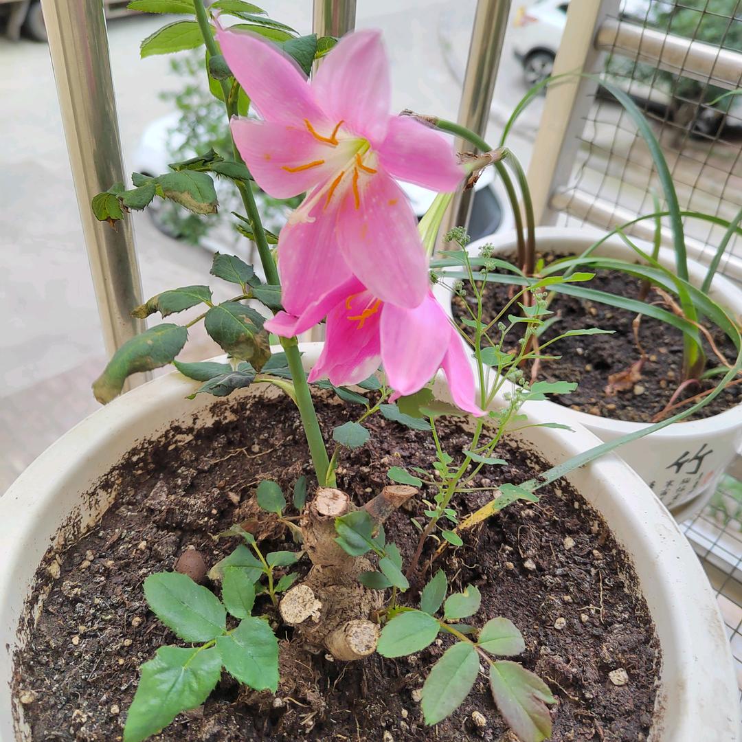 🌈馨月