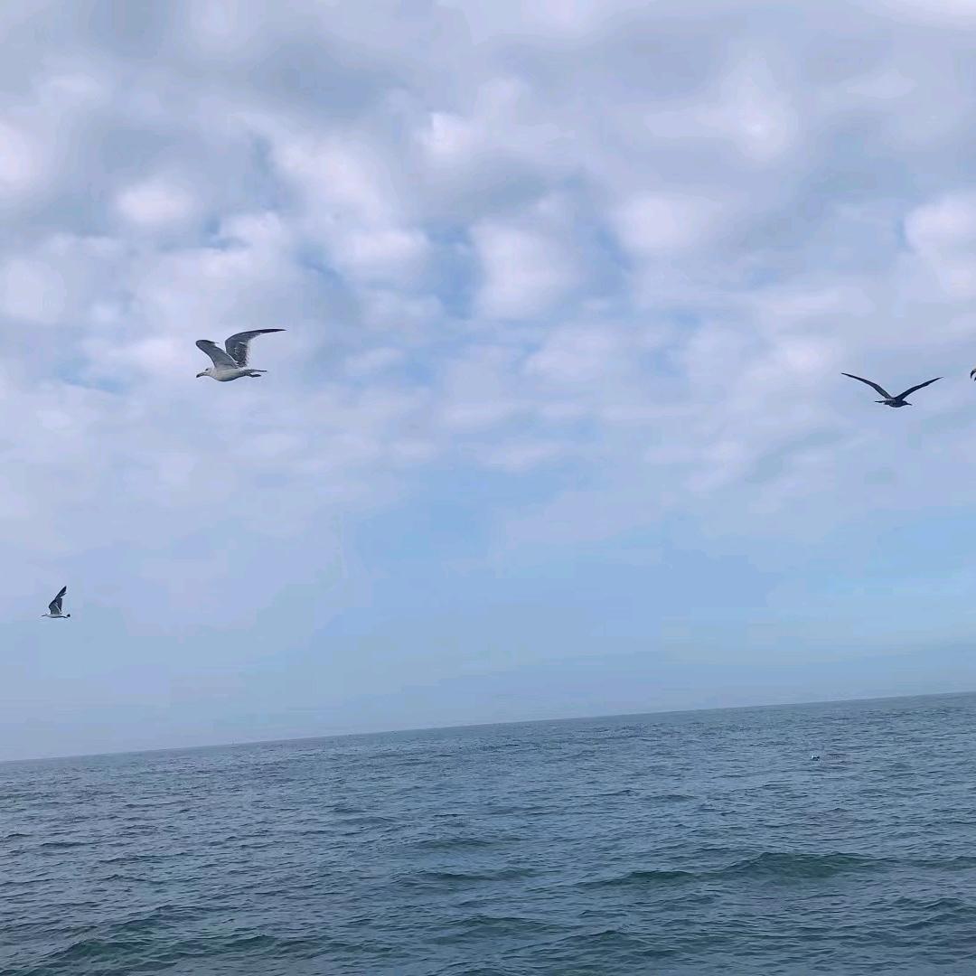 江鸟