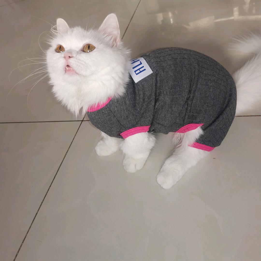 春天的帆布鞋