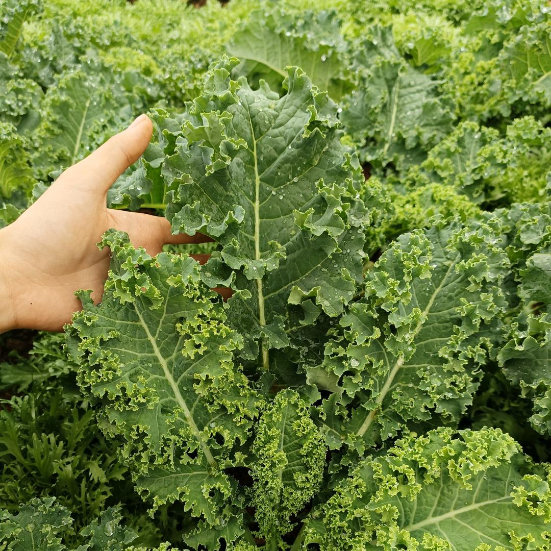 景枫蔬菜经营部
