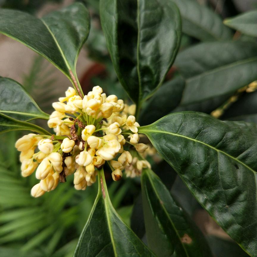 🌈🌈桂花开了🌈🌈