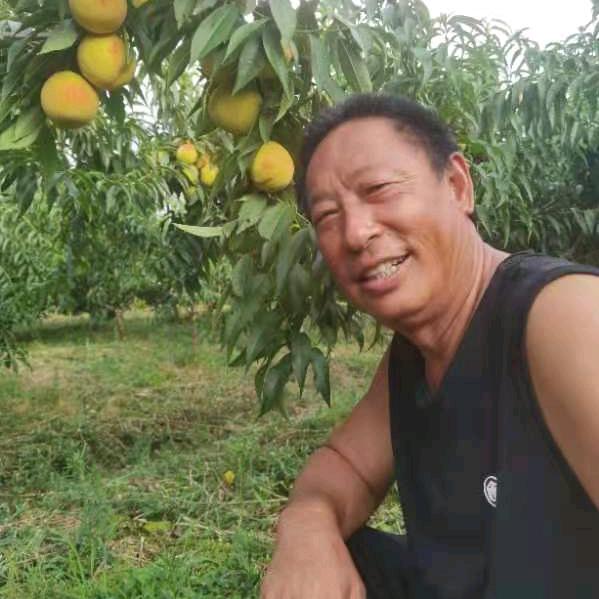 典哥黄桃