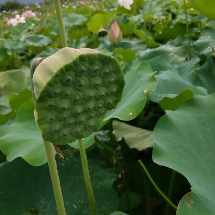 随风