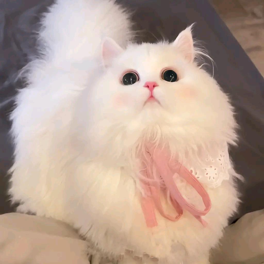 黛玉