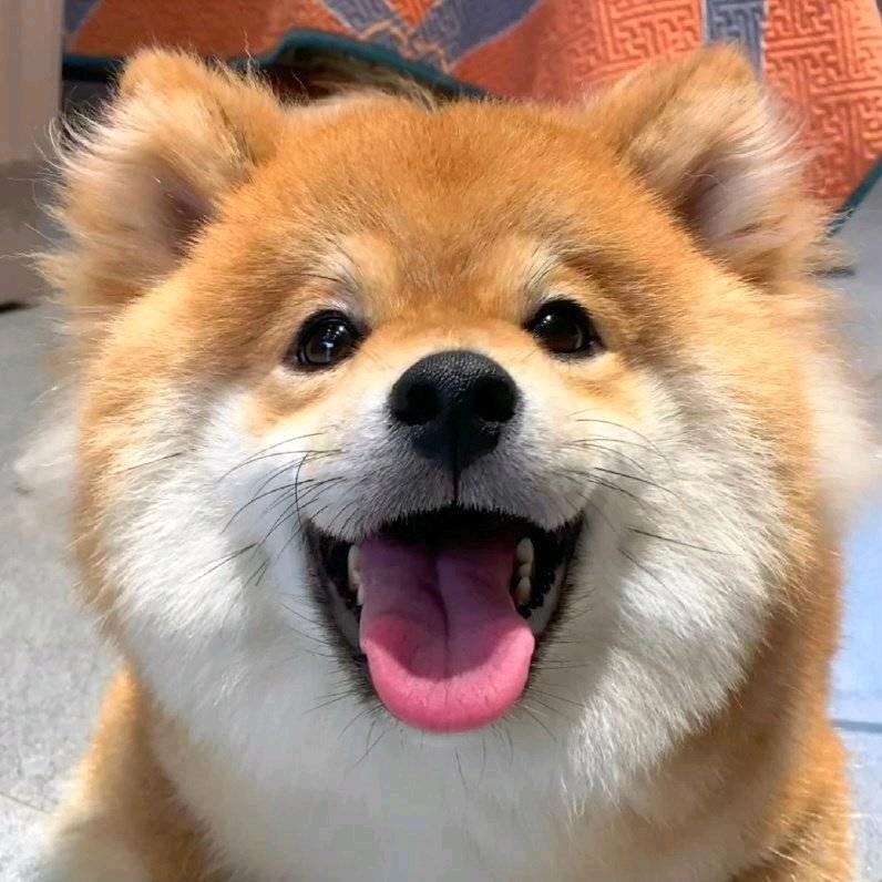 大脸猫