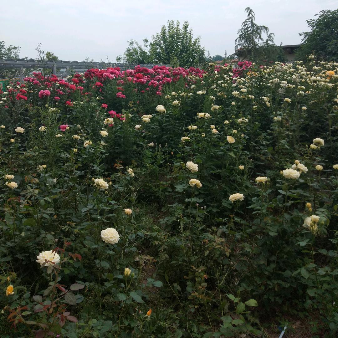 萬事顺意🌷