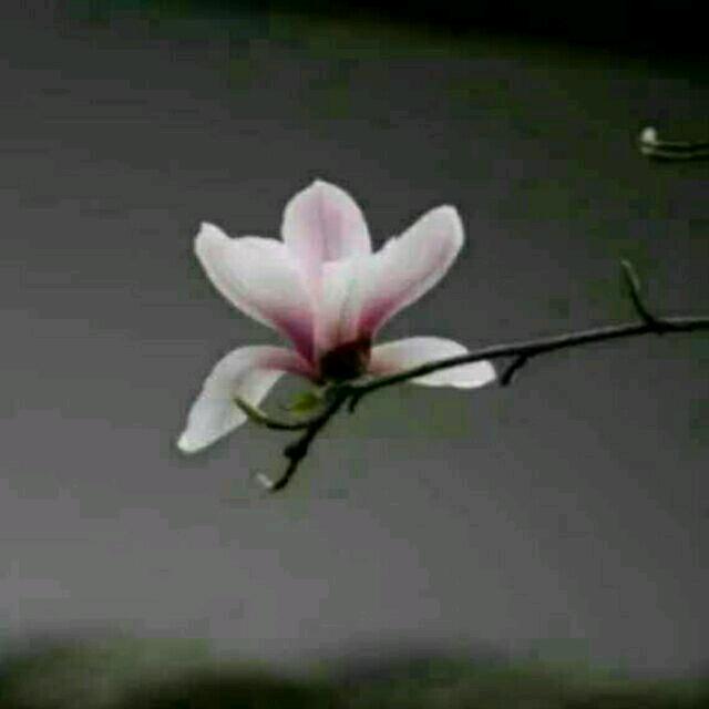 柒月