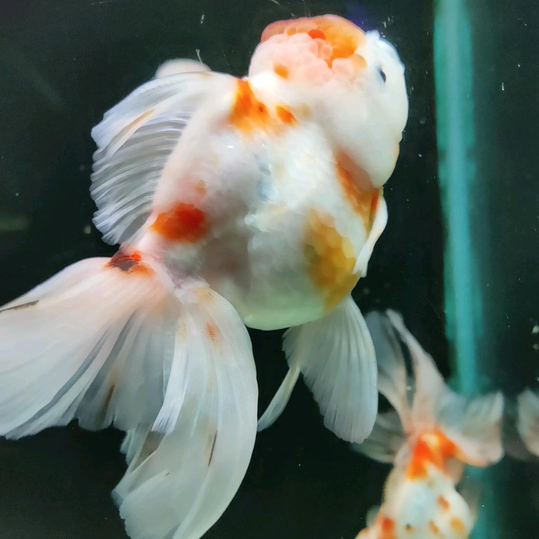第八秒的记忆