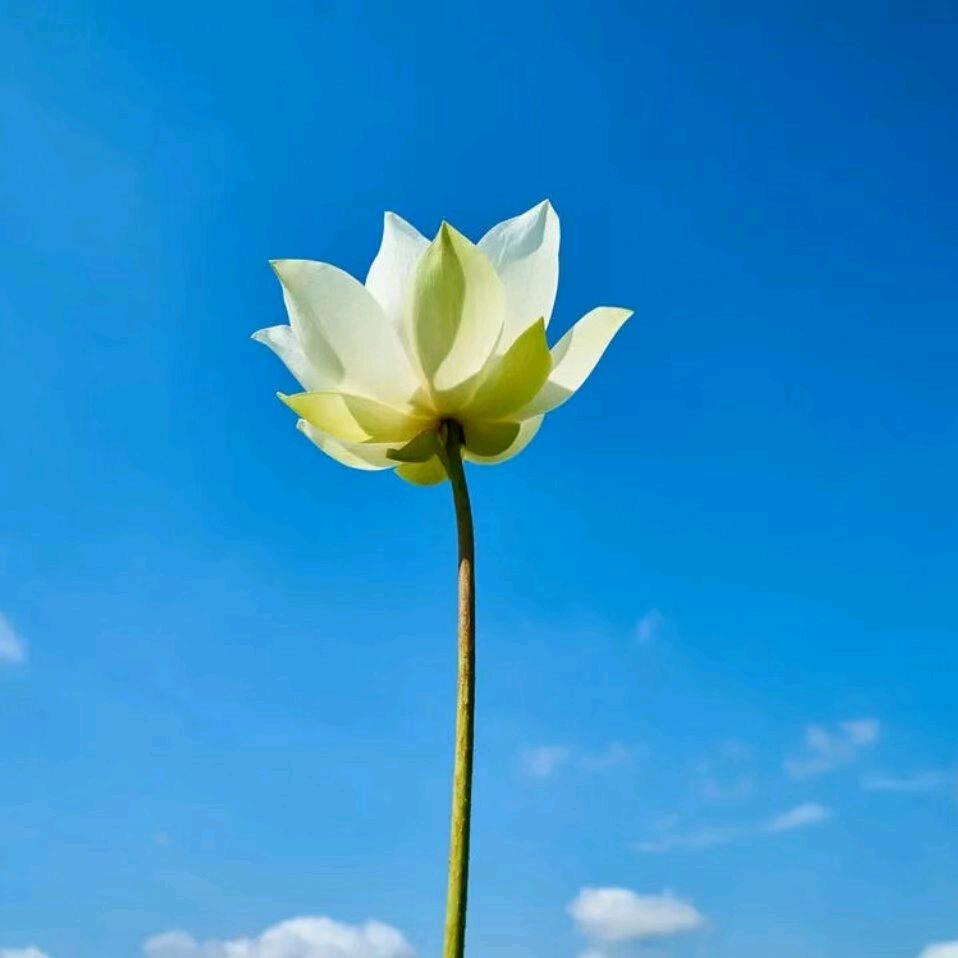 麻呦呦