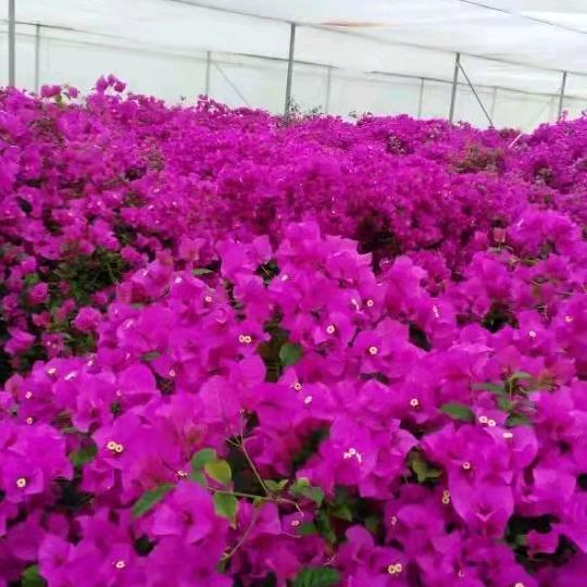 挥不去的思念🐼ྀི