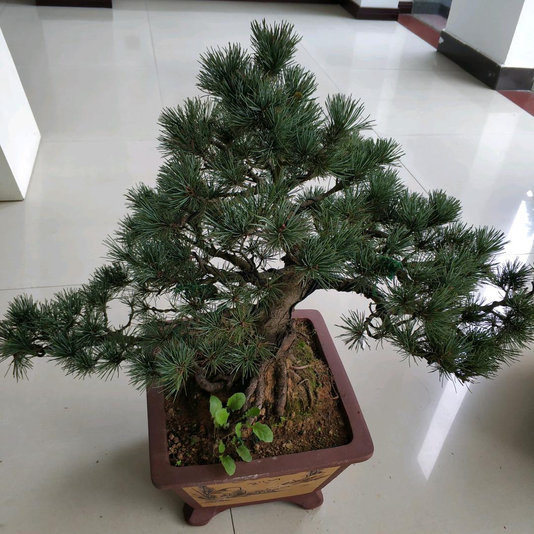亚健鄂