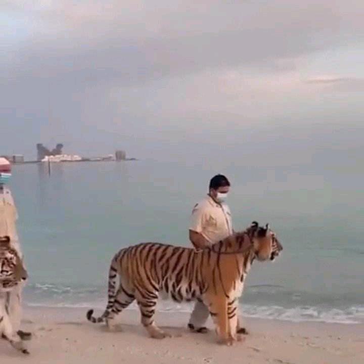 我行我素