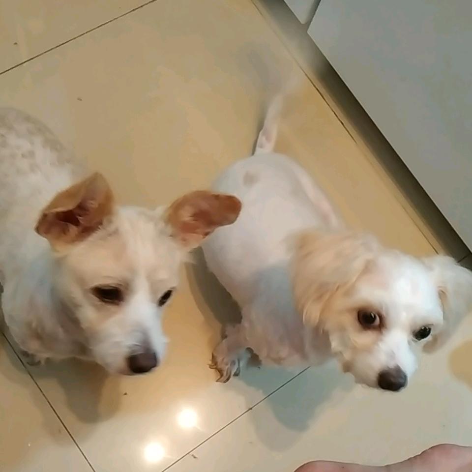 猪🐷与鸡乸