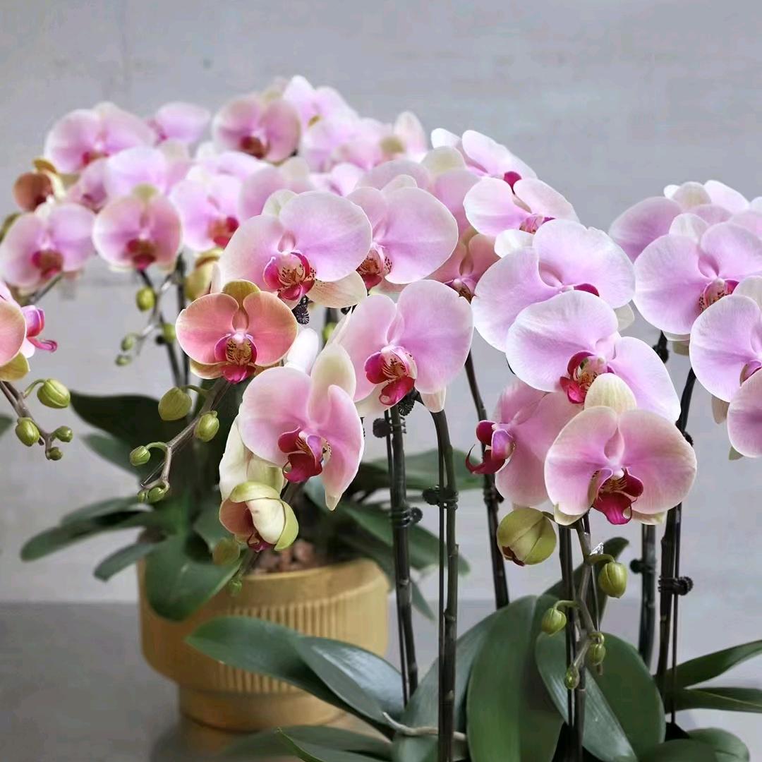 小小蓝莓