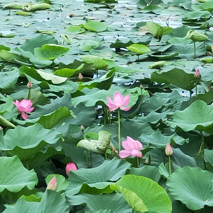 中