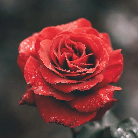 Wanᴗg·ᰔᩚ  W͟͟͞͞♡an