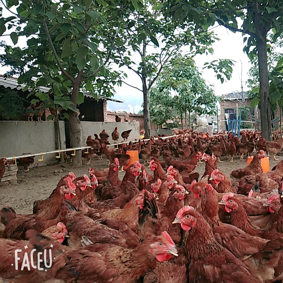 小马，散养土鸡