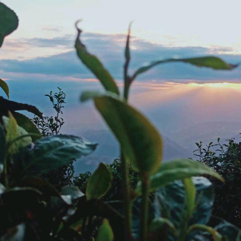 康乐茶城，紫瑶茶源，散茶批发，一手货源，