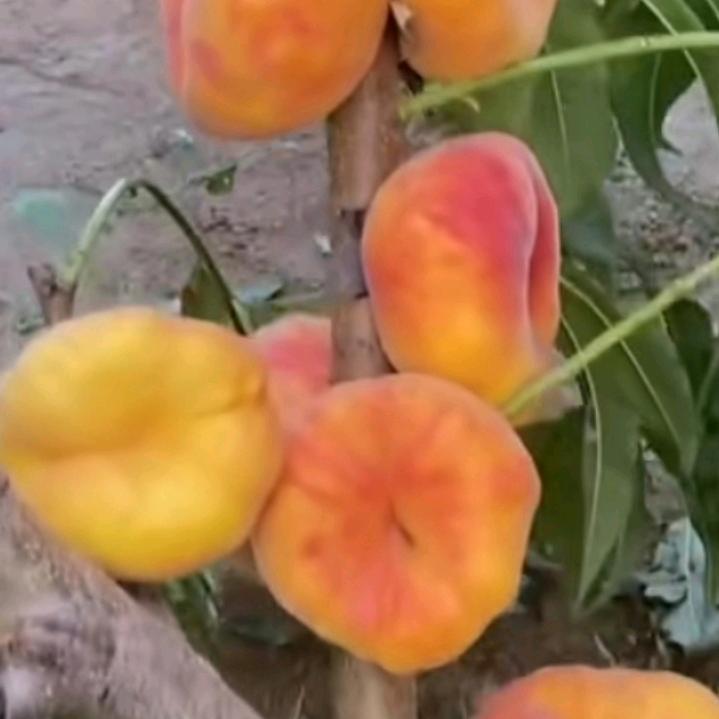飞鹰集团