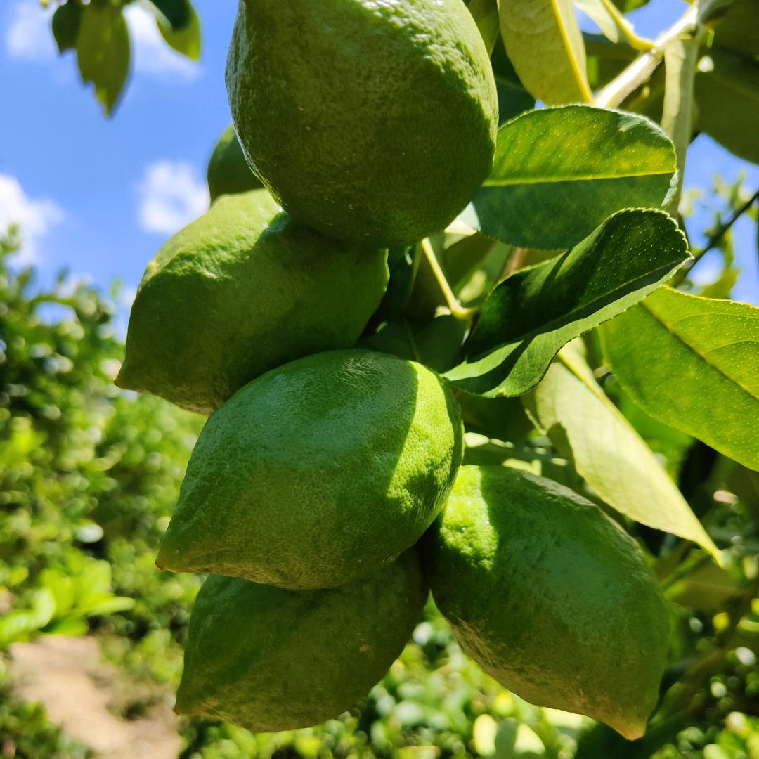 爆香型广东香水柠檬种植户