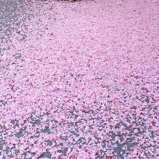 日照电信 汤 汤