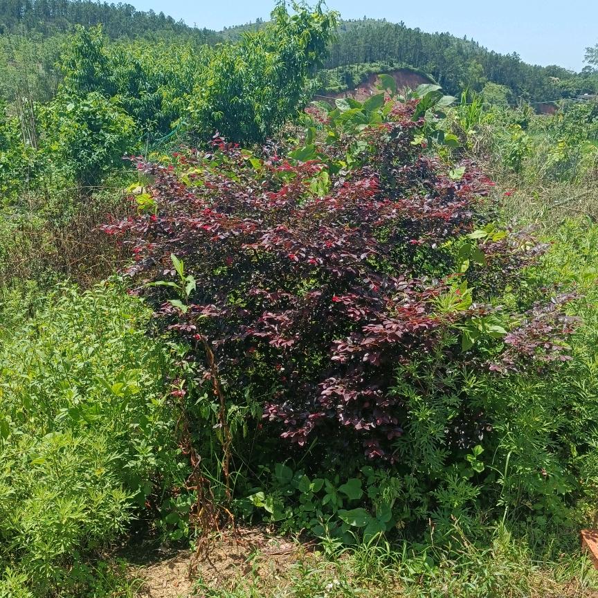阿琼