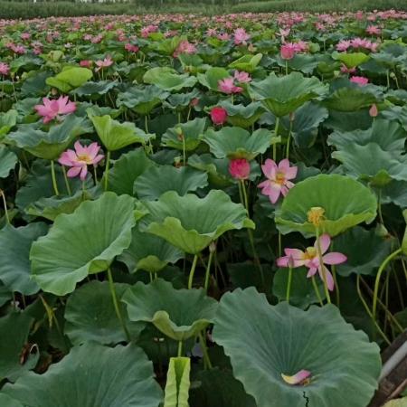 河北河艺园林杨光