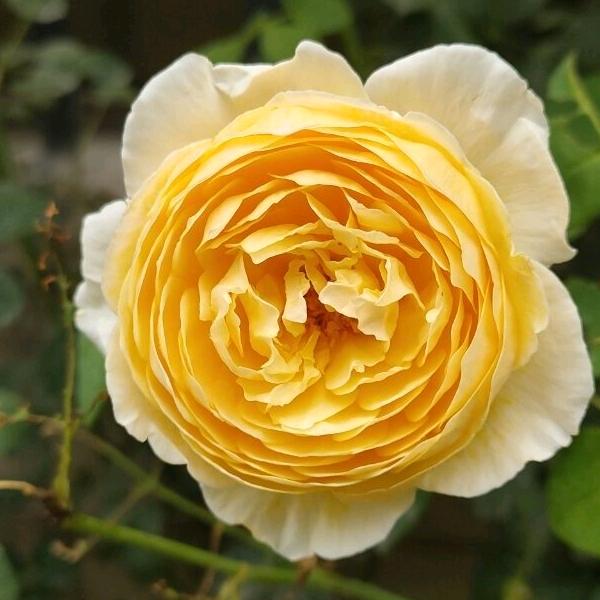 寂寞--赵益（供应商）