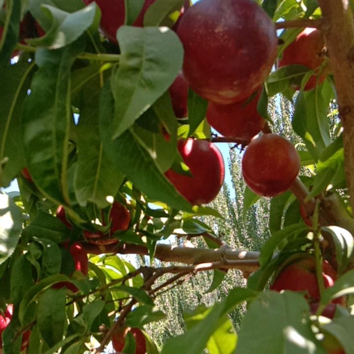 新疆苹果哥
