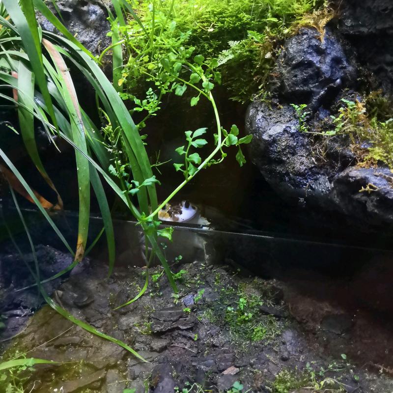 兰花草@