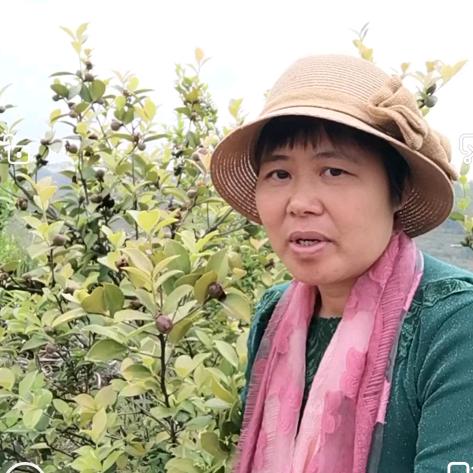 虔丰赣出好茶油