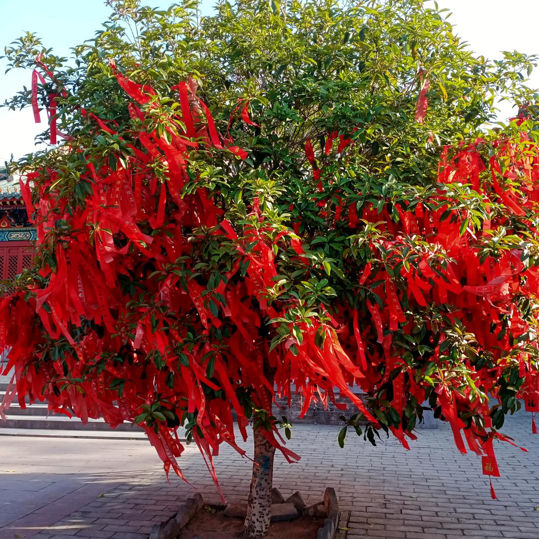 自由的风（请勿连赞）