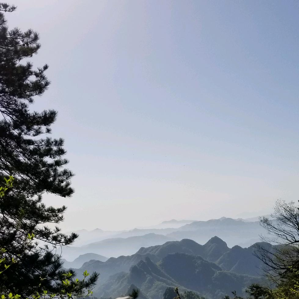 蜂鸟~