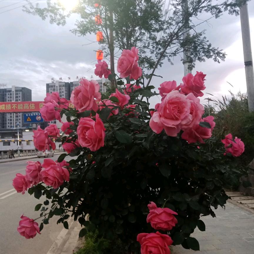 玫热风情