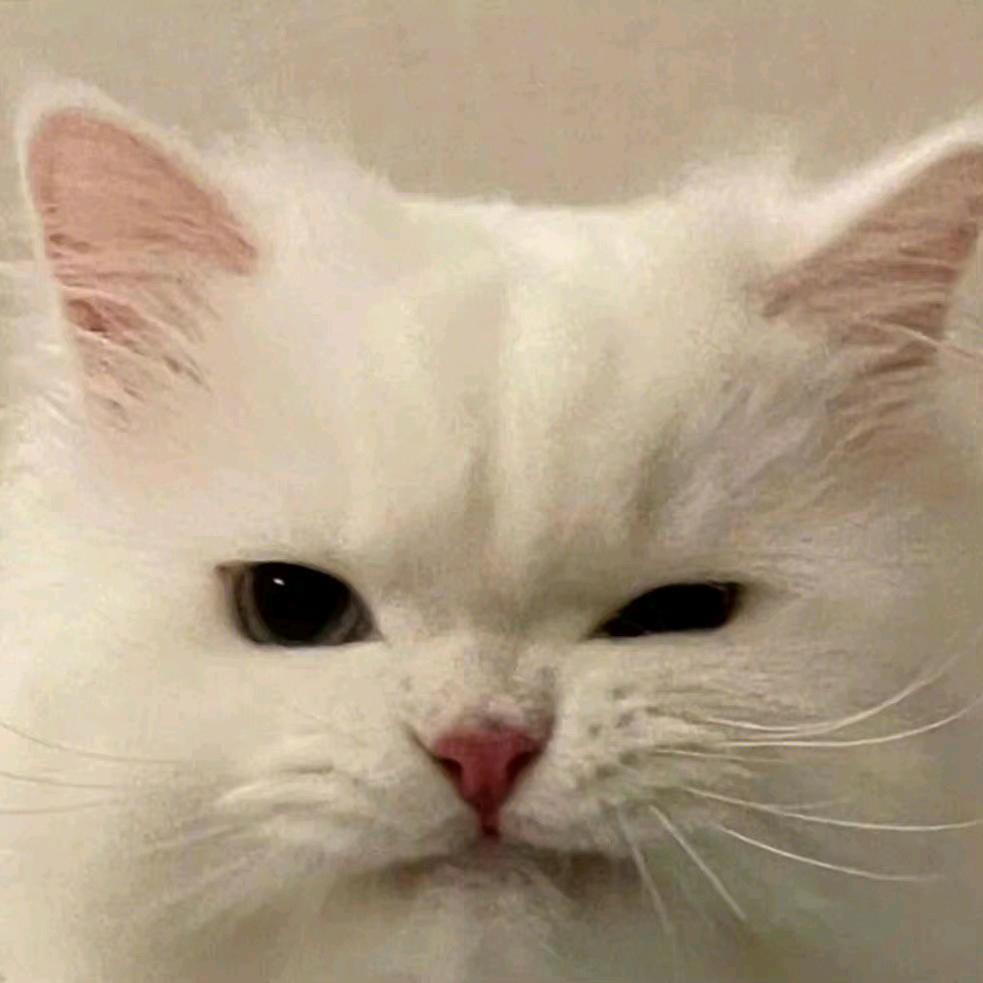 傲娇小猫咪