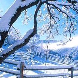 瑞雪飞舞《随拍》